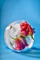 'Frozen Roses', Melody Li's 3rd prize-winning photograph